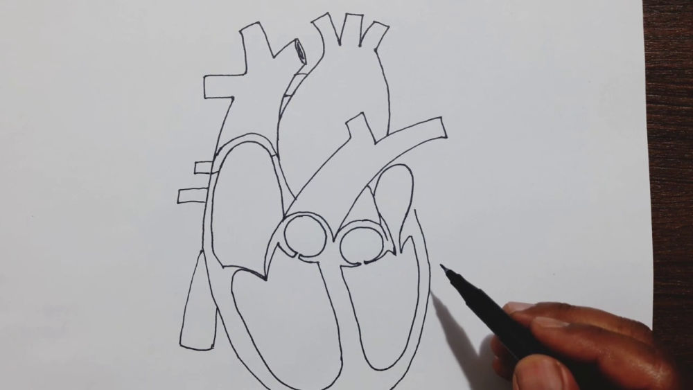 Easy Human Heart Drawing Ideas Draw A Human Heart