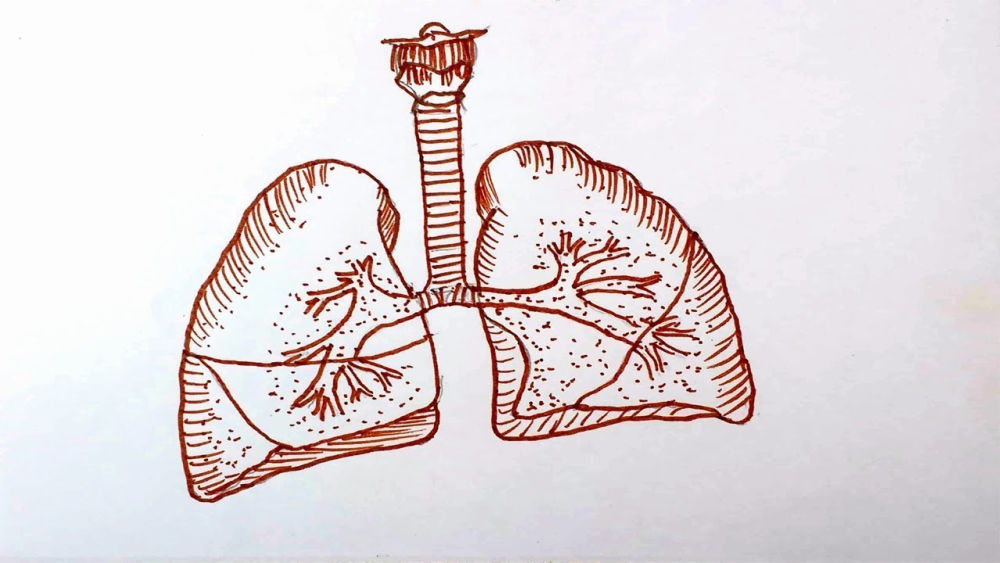 Easy Lungs Drawing Ideas How To Draw Lungs