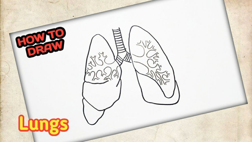 Easy Lungs Drawing Ideas How To Draw Lungs