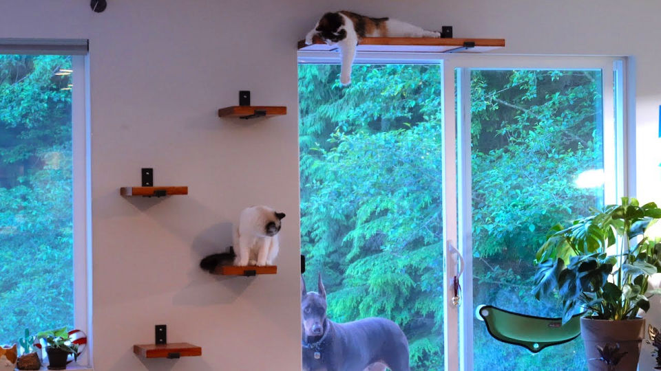 16 Creative DIY Cat Shelves and Cat Wall Ideas Blitsy