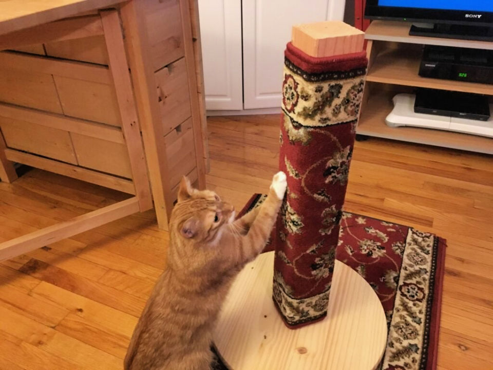 25 DIY Cat Scratching Post Plans Blitsy