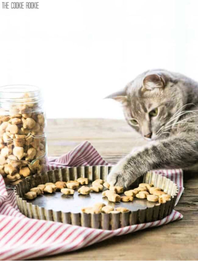 30 Cheap and Easy DIY Cat Toys To Make for Your Cats Blitsy