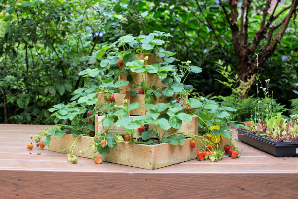 DIY Strawberry Planter: A Quick & Easy Guide