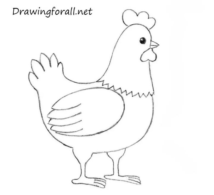 25 Easy Chicken Drawing Ideas - How to Draw a Chicken