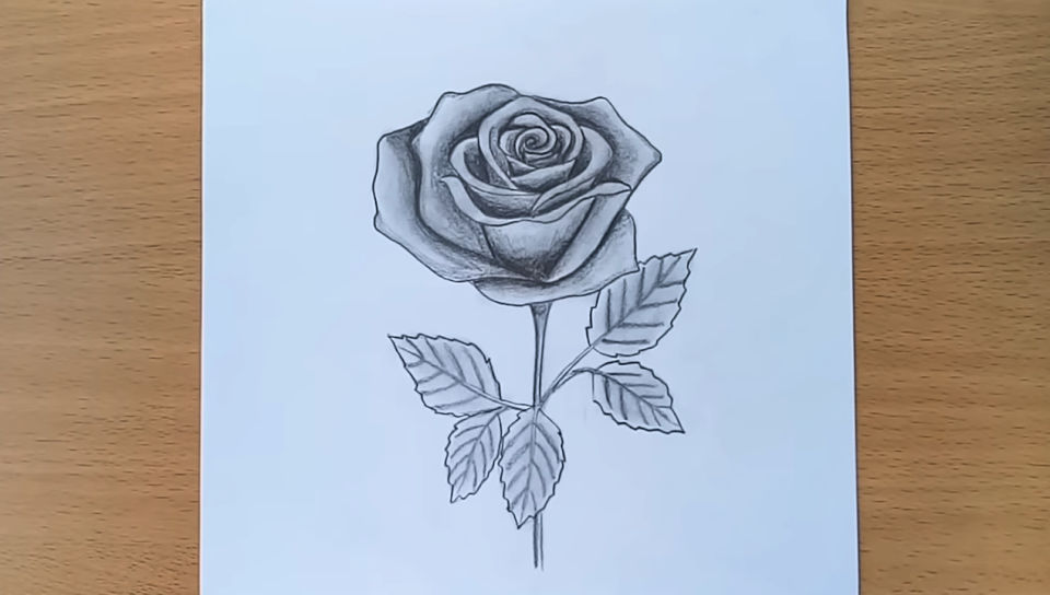 25 Easy Rose Drawing Ideas - How to Draw a Rose