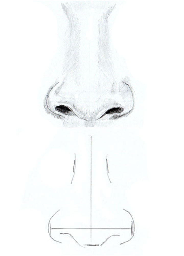 25 Easy Nose Drawing Ideas - How To Draw A Nose - Blitsy