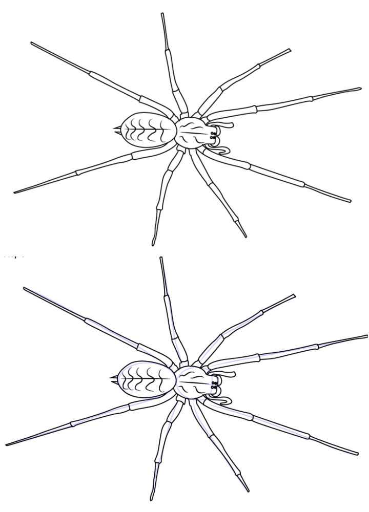 25 Easy Spider Drawing Ideas - How to Draw a Spider