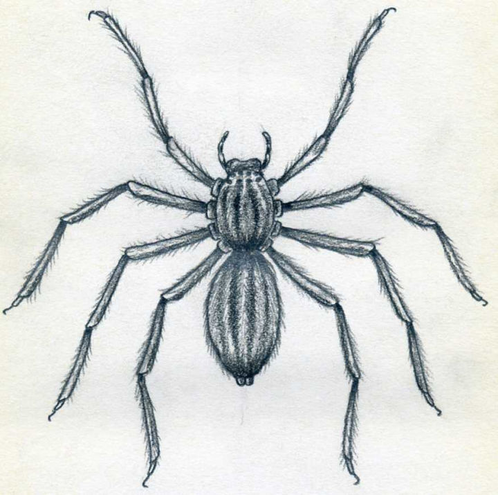 25 Easy Spider Drawing Ideas How To Draw A Spider