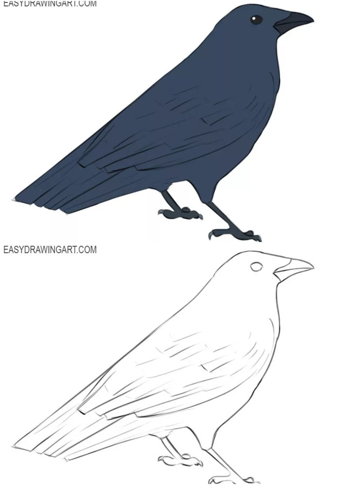 20 Easy Crow Drawing Ideas How To Draw Crow Blitsy Crow Drawing For Beginner