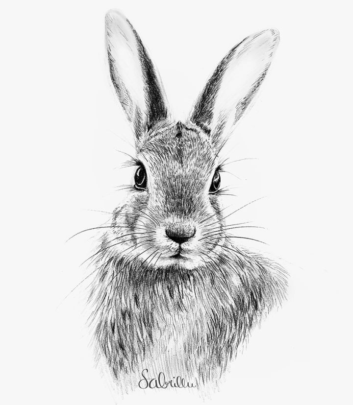 25 Easy Bunny Drawing Ideas - How to Draw a Bunny