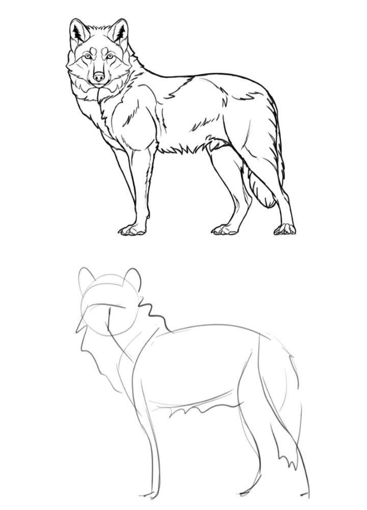 25 Easy Wolf Drawing Ideas How to Draw a Wolf Blitsy