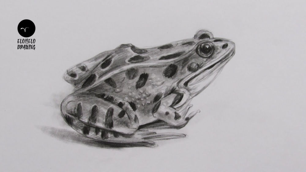20 Easy Frog Drawing Ideas - How To Draw A Frog - Blitsy