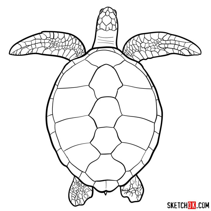 25 Easy Turtle Drawing Ideas - How To Draw A Turtle - Blitsy