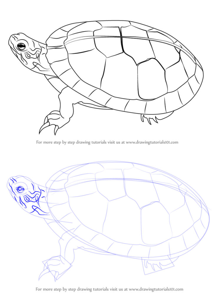 25 Easy Turtle Drawing Ideas - How To Draw A Turtle - Blitsy