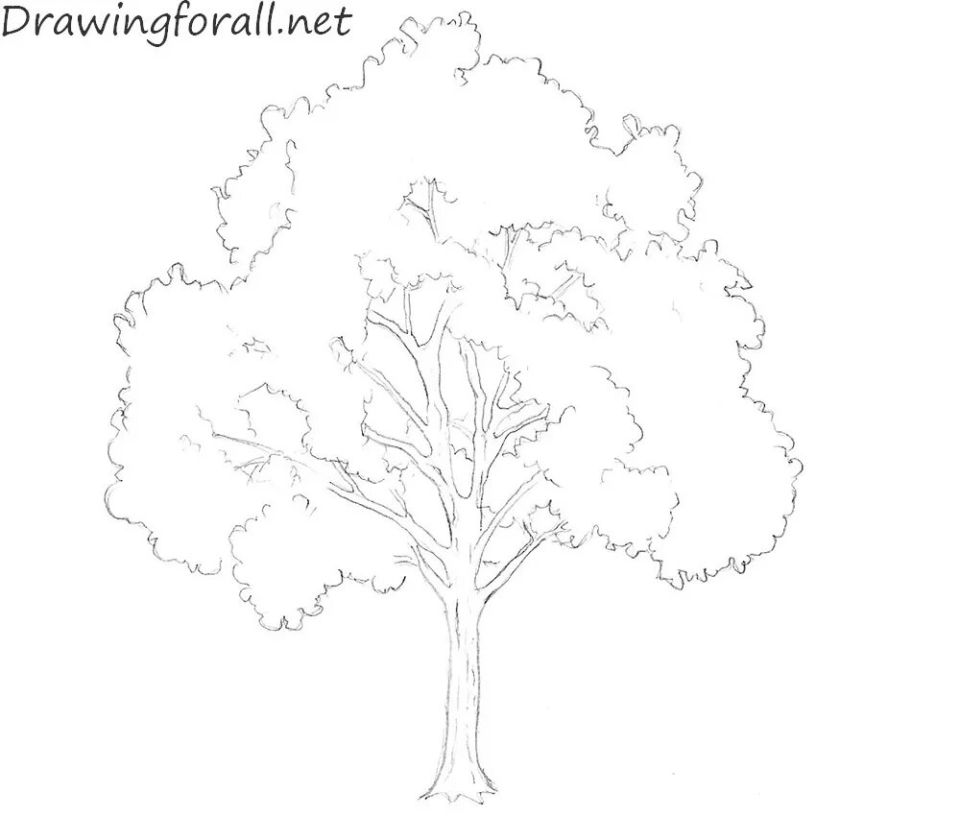 40-easy-tree-drawing-ideas-how-to-draw-a-tree-blitsy