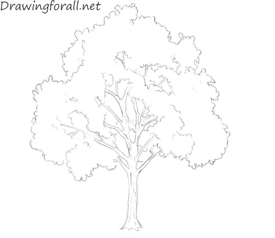 40 Easy Tree Drawing Ideas How To Draw A Tree Blitsy