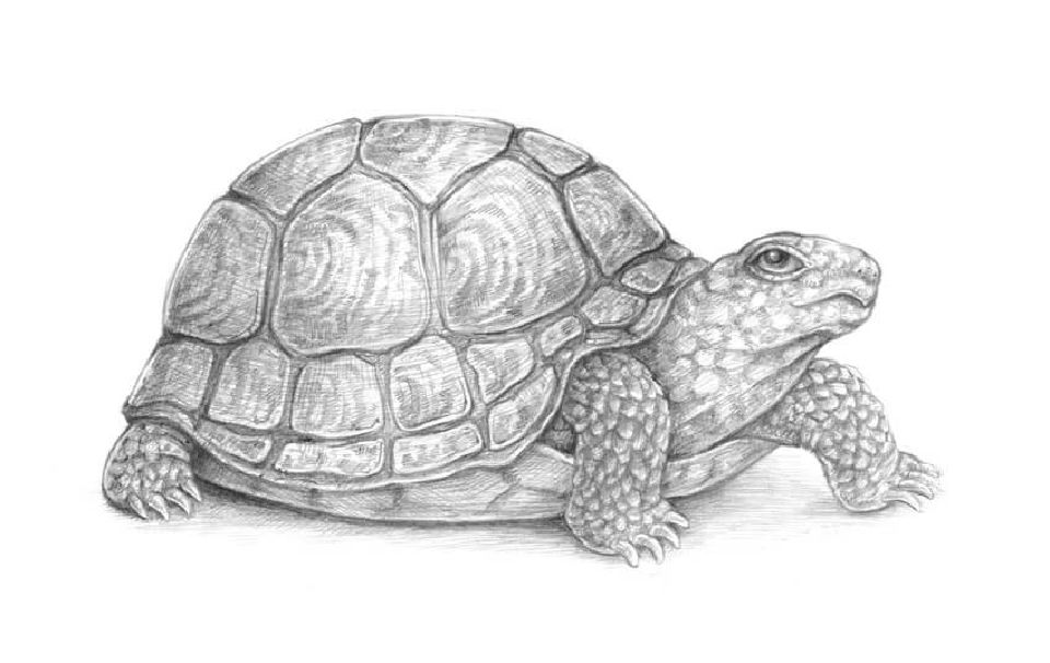 25 Easy Turtle Drawing Ideas - How To Draw A Turtle - Blitsy