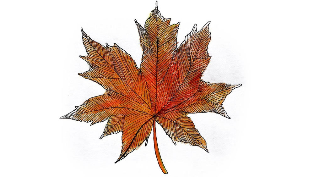 15 Easy Fall Leaf Drawing Ideas Fall Leaves Drawing