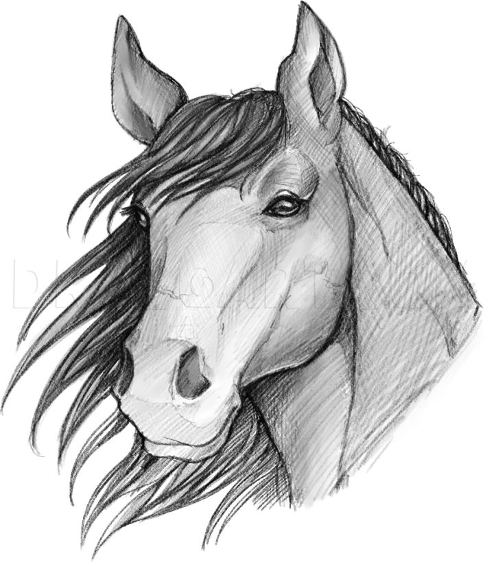 25 Easy Horse Drawing Ideas - How To Draw A Horse - Blitsy