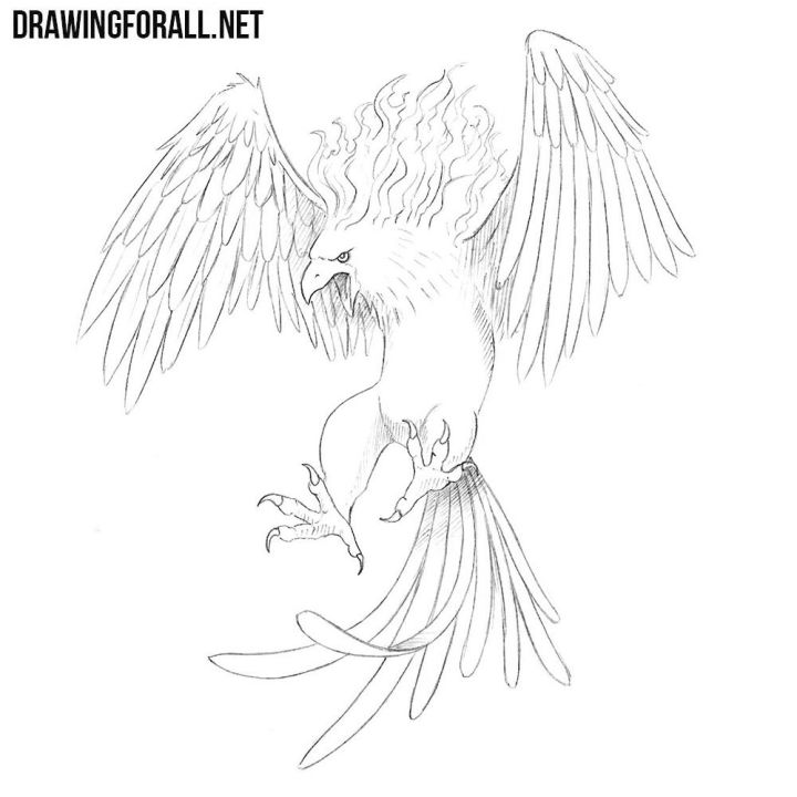 15 Easy Phoenix Drawing Ideas - How to Draw a Phoenix