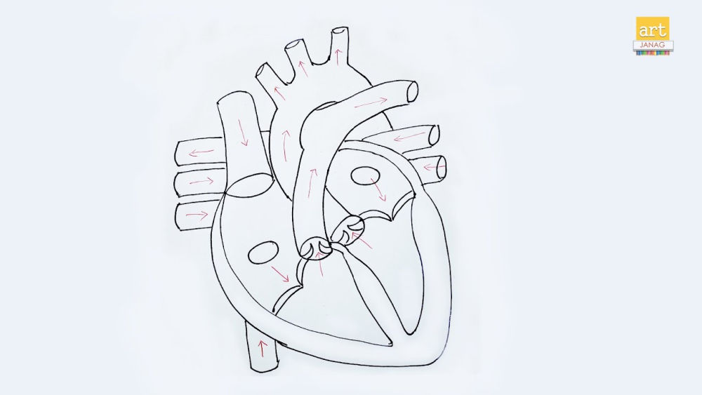 15 Easy Human Heart Drawing Ideas Draw A Human Heart
