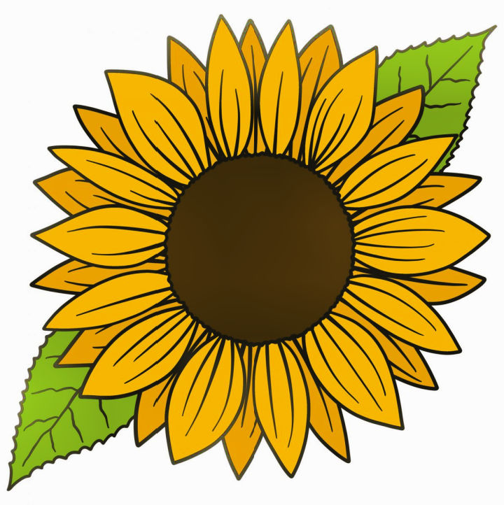 25 Easy Sunflower Drawing Ideas - How to Draw a Sunflower