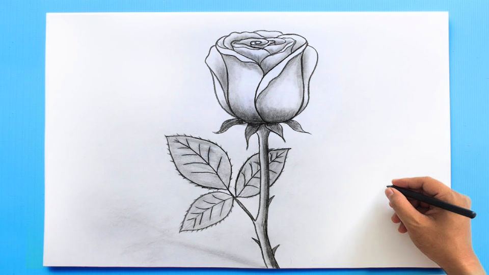 35 Easy Flower Drawing Ideas - How to Draw a Flower