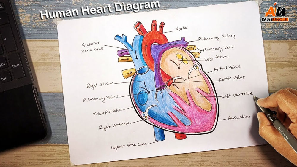 15 Easy Human Heart Drawing Ideas - Draw A Human Heart