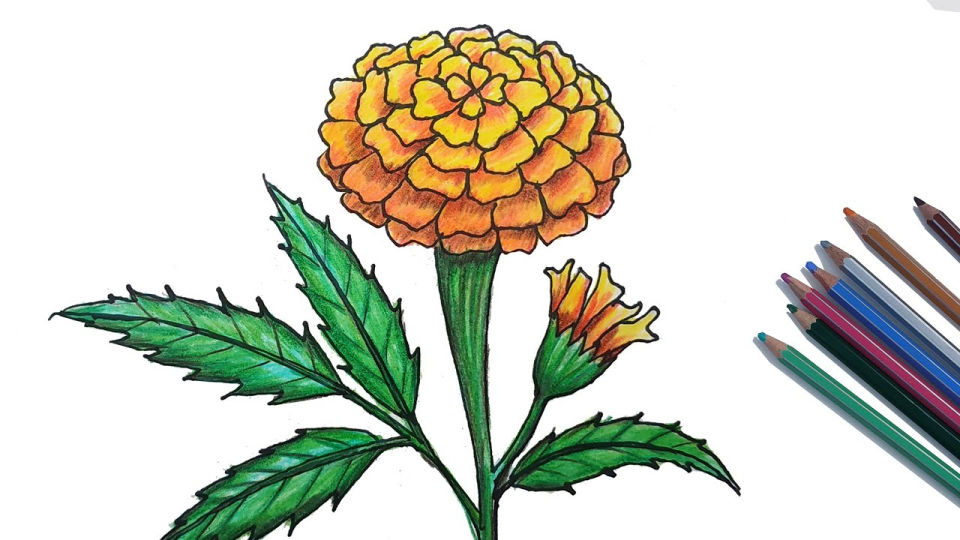 35 Easy Flower Drawing Ideas - How to Draw a Flower