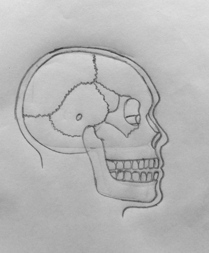 25 Easy Skull Drawing Ideas How To Draw A Skull   How To Draw Skull Diagram  