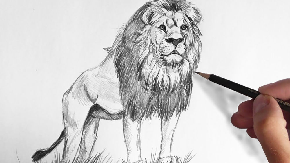 25 Easy Lion Drawing Ideas - How to Draw a Lion