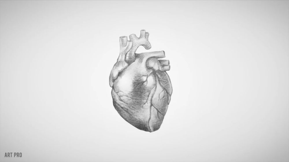 15 Easy Human Heart Drawing Ideas - Draw A Human Heart