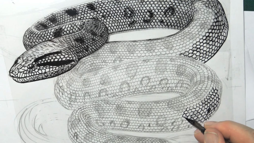 25 Easy Snake Drawing Ideas How to Draw a Snake Blitsy