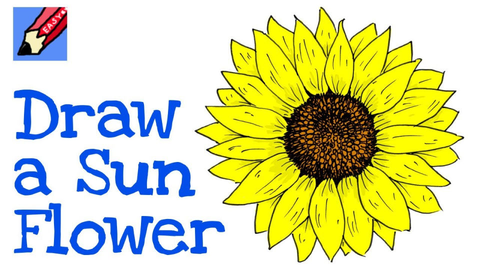 25 Easy Sunflower Drawing Ideas How to Draw a Sunflower