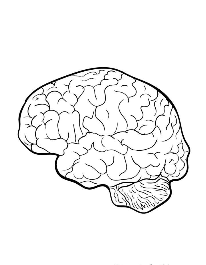 20 Easy Brain Drawing Ideas - How to Draw a Brain - Blitsy