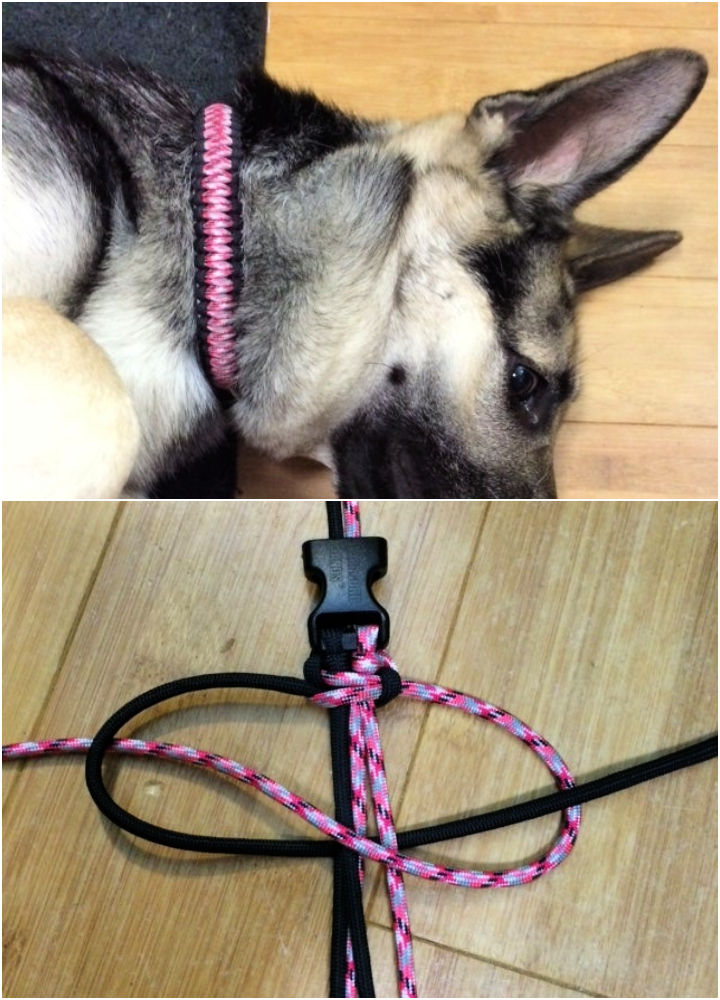 25 DIY Paracord Dog Collar Patterns (Step by Step) Blitsy