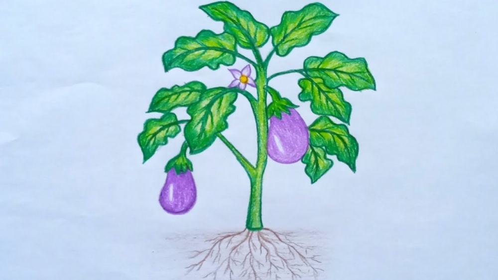 30-easy-plant-drawing-ideas-how-to-draw-a-plant