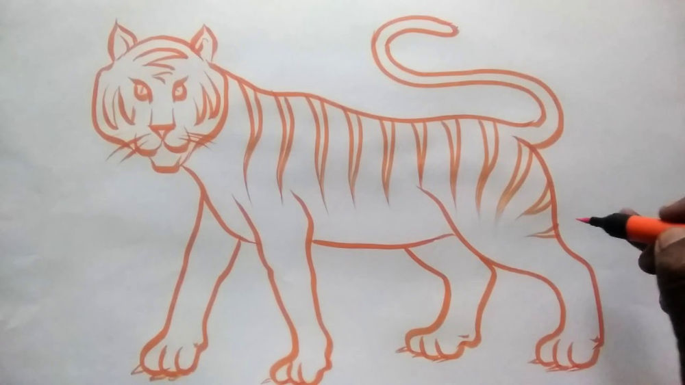 25 Easy Tiger Drawing Ideas - How to Draw a Tiger - Blitsy