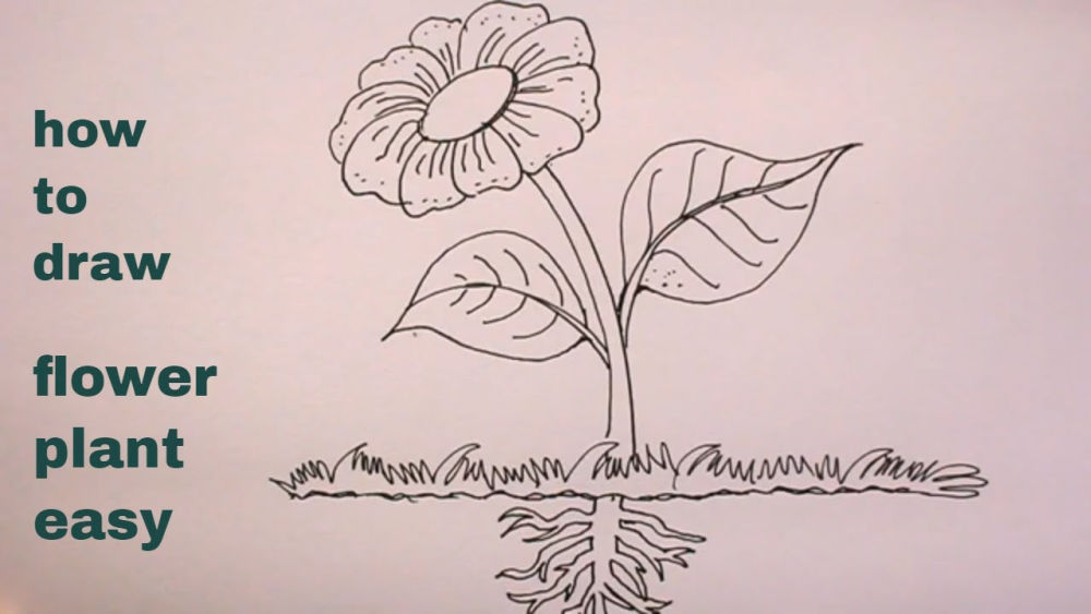 How To Draw Plants With Parts at Blake Seay blog