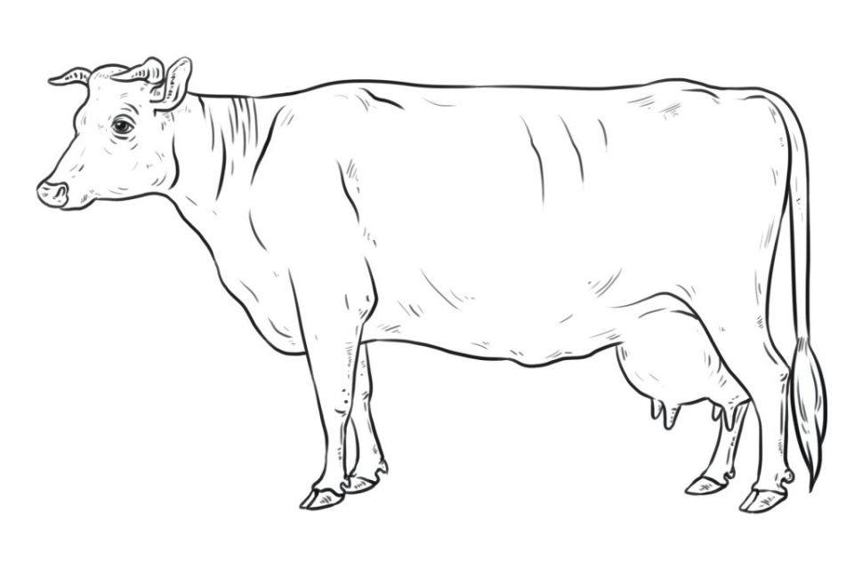 25 Easy Cow Drawing Ideas - How to Draw a Cow - Blitsy