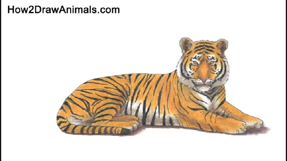 25 Easy Tiger Drawing Ideas How to Draw a Tiger Blitsy