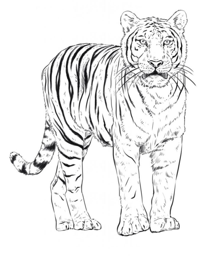 25 Easy Tiger Drawing Ideas - How to Draw a Tiger - Blitsy