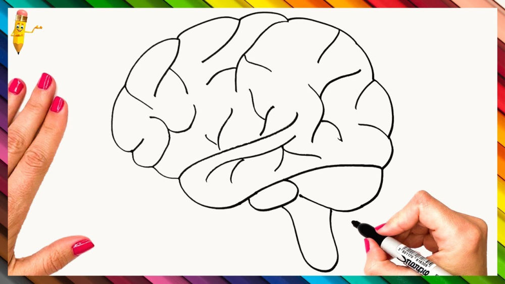 20 Easy Brain Drawing Ideas - How to Draw a Brain - Blitsy