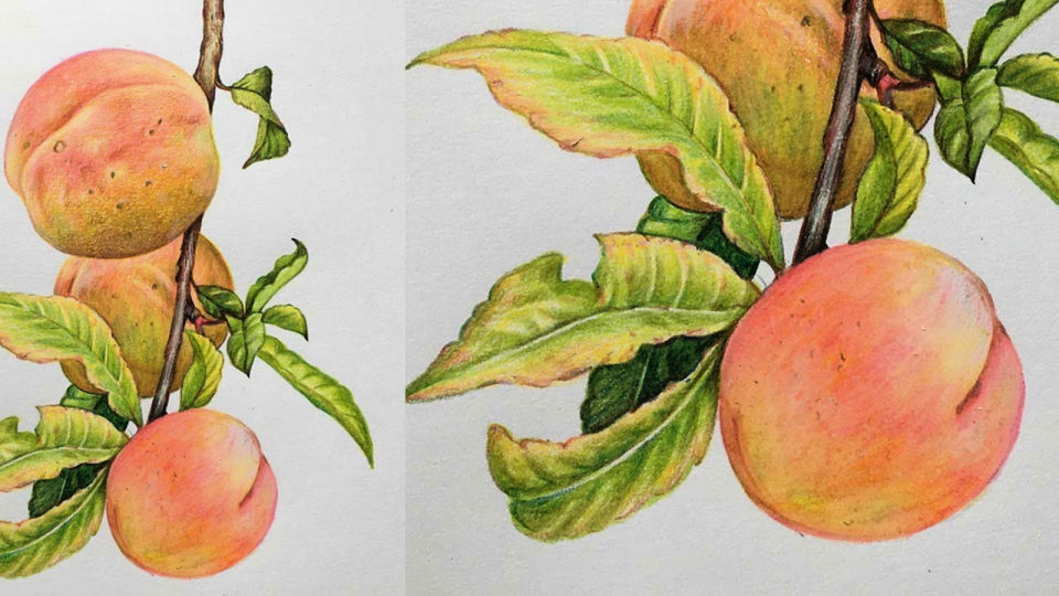 15 Simple Peach Drawing Ideas How to Draw a Peach Blitsy