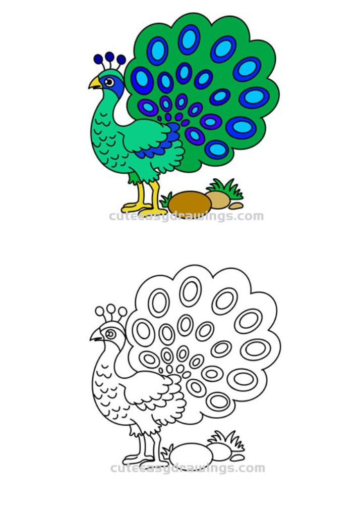 25 Easy Peacock Drawing Ideas - How to Draw Peacock