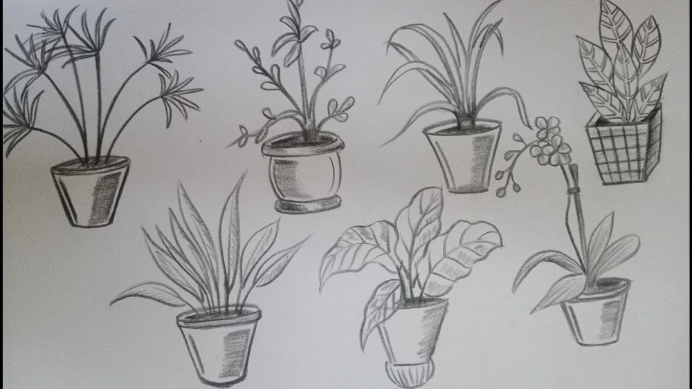 How To Draw Plants On Garden Design at Brooke Jeanne blog