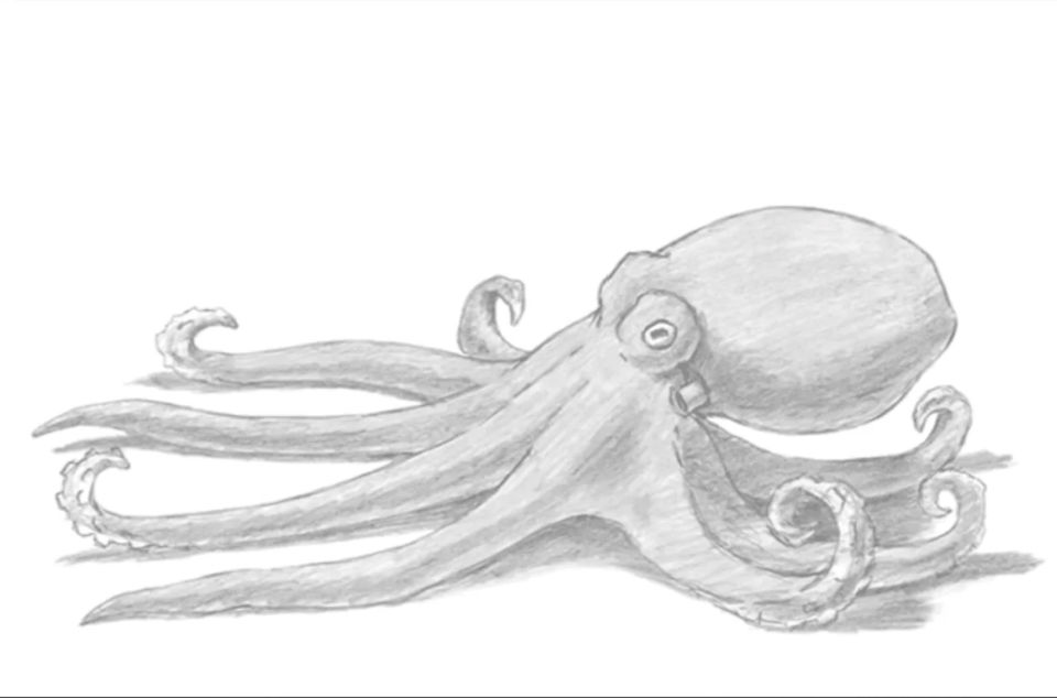 20 Easy Octopus Drawing Ideas - How to Draw an Octopus