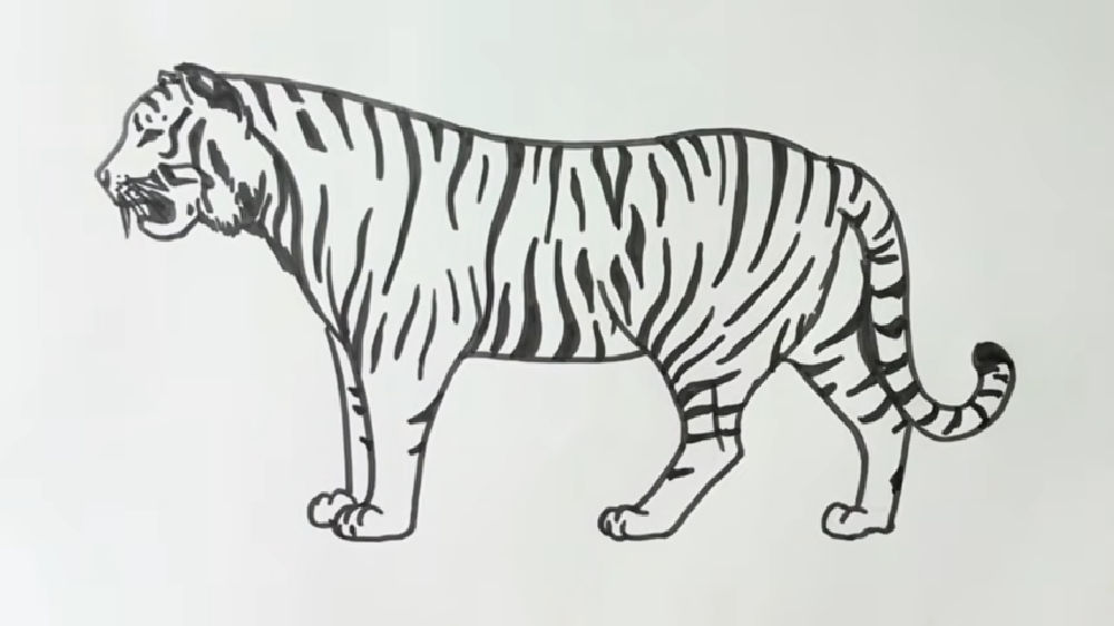 25 Easy Tiger Drawing Ideas - How to Draw a Tiger - Blitsy