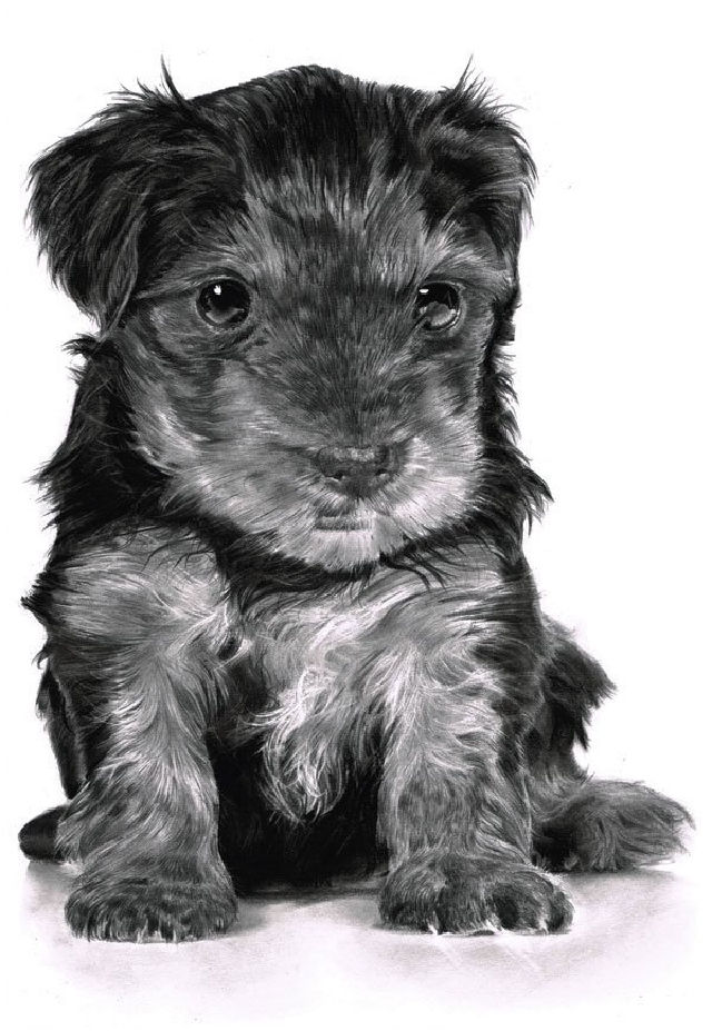 30 Cute Animal Drawings - Easy Animal Drawing Ideas