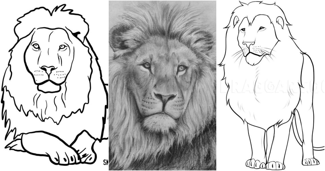 Drawing a Lion || Easy pencil sketch - YouTube